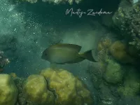 Doktersvissen [Acanthuridae]